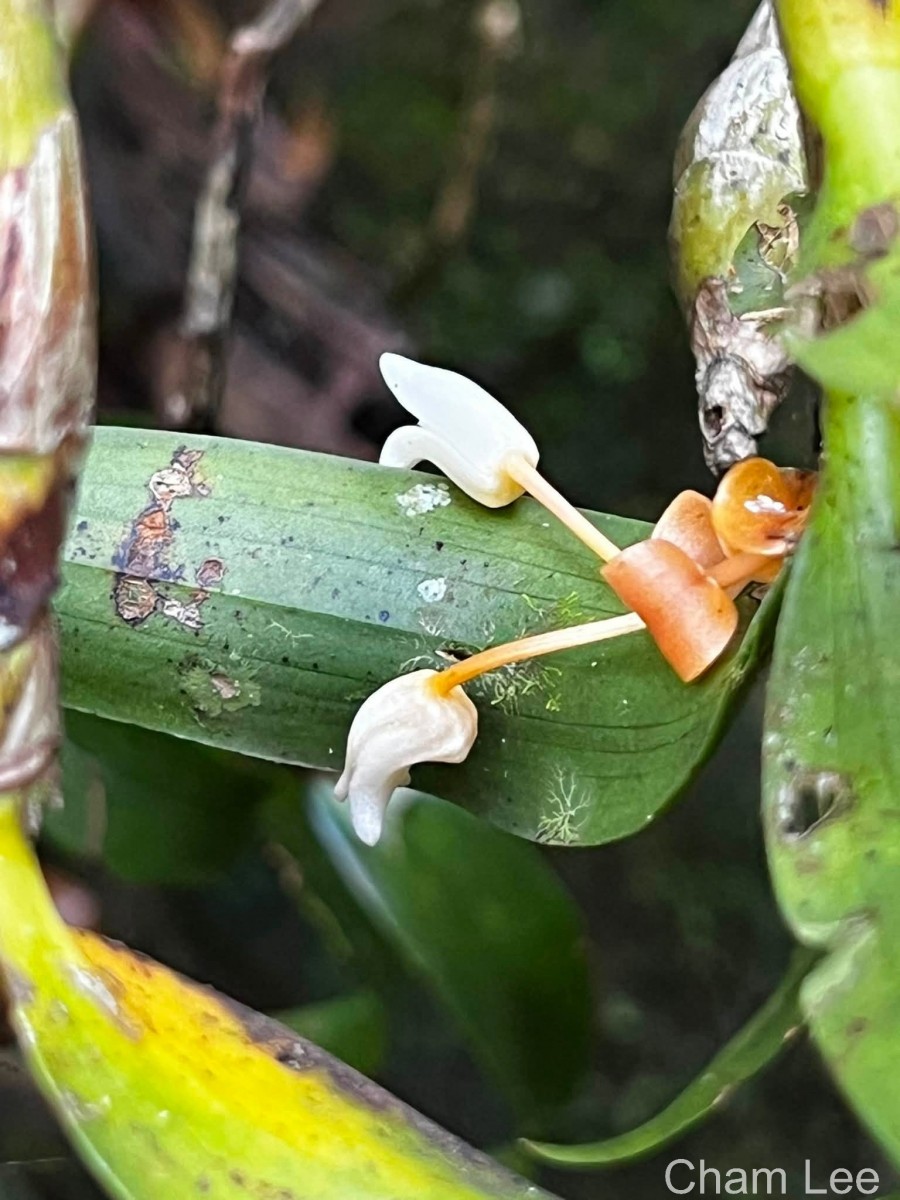 Cylindrolobus lindleyi (Thwaites) Ormerod & C.S.Kumar